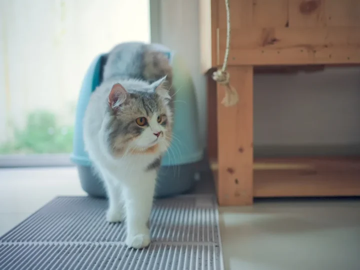 Cat Constipation Symptoms and Causes: What to Watch For