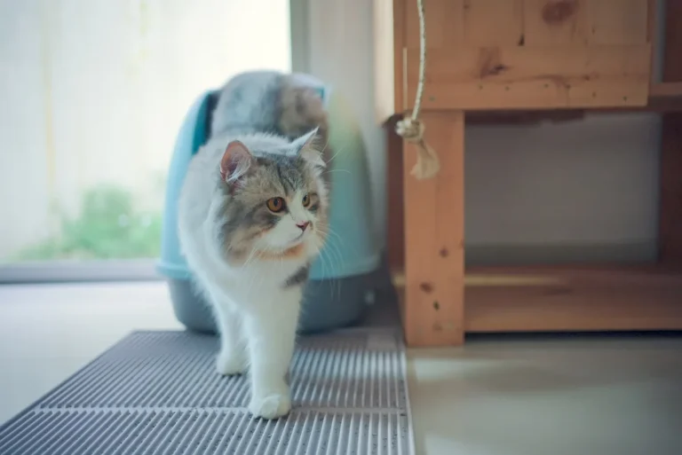 Cat Constipation Symptoms and Causes: What to Watch For