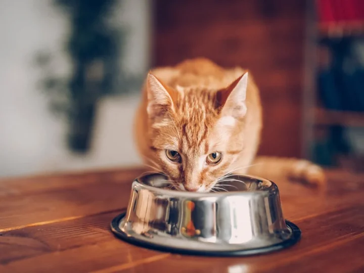 Cat Food Allergies: Symptoms, Causes, and Vet-Approved Diet Trials