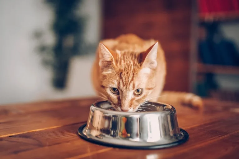 Cat Food Allergies: Symptoms, Causes, and Vet-Approved Diet Trials