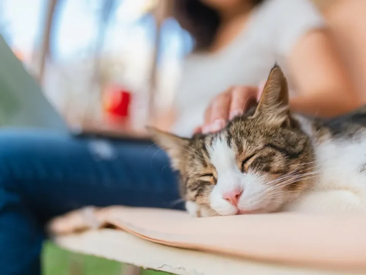 Chronic Vomiting in Cats: Causes and When to See a Vet
