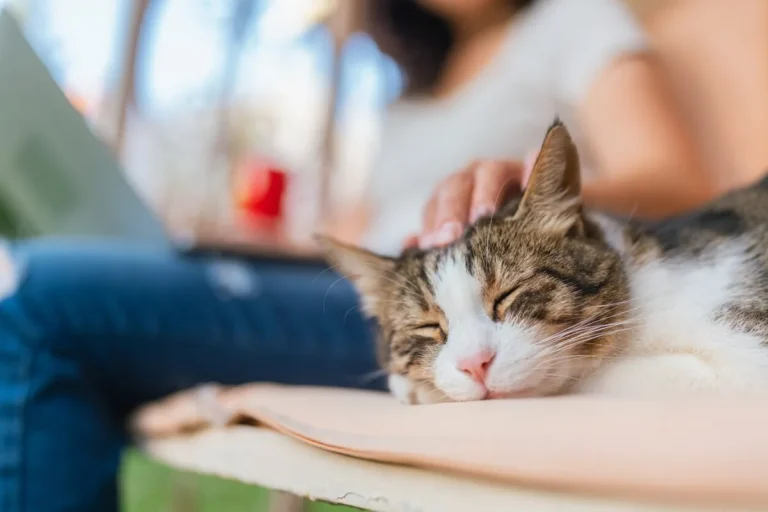 Chronic Vomiting in Cats: Causes and When to See a Vet