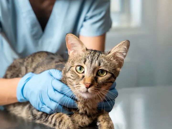 Recognizing Diabetic Ketoacidosis (DKA) in Cats: A Proven Guide
