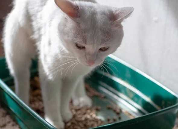 Understanding Megacolon in Cats: Symptoms and Vet Care