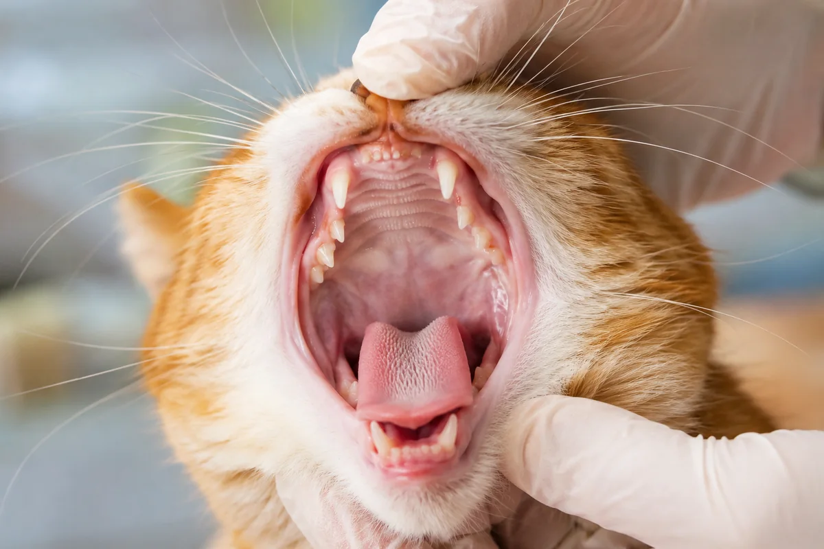 how many teeth do cats have step by step how many teeth do cats have step by step