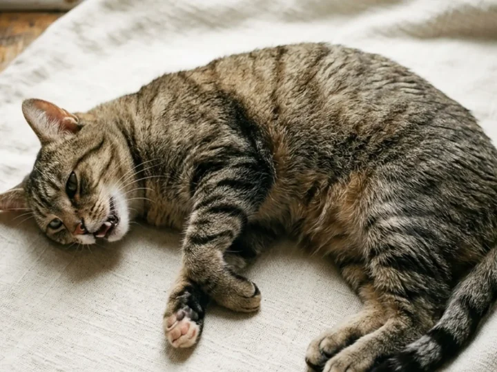 Labored Breathing in Cats: Emergency Signs and What to Do